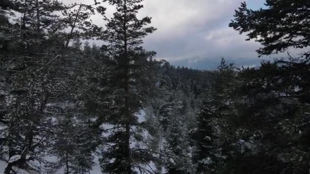 Through the pine trees  - Footage, Video