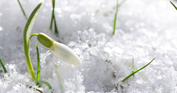 Snowdrops λουλούδι στον ηλιόλουστο κήπο στο χιόνι. Ιστορικό Πάσχα. - Φωτογραφία, εικόνα