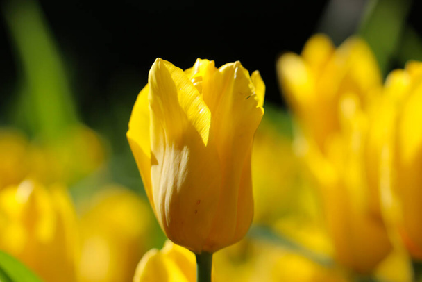 Yellow tulip flower on a blurry green background - Fotoğraf, Görsel
