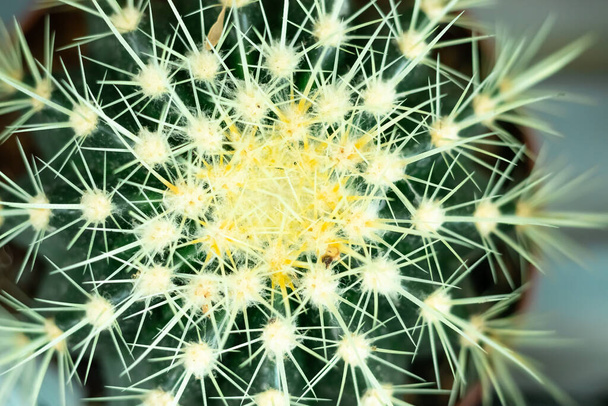 cactus,top view, copy space.Desert plant Mexico AfricaSouth America.green prickly plant - Fotografie, Obrázek