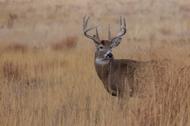 a buck whitetail deer during the rut in autumn in Colorado - Photo, Image