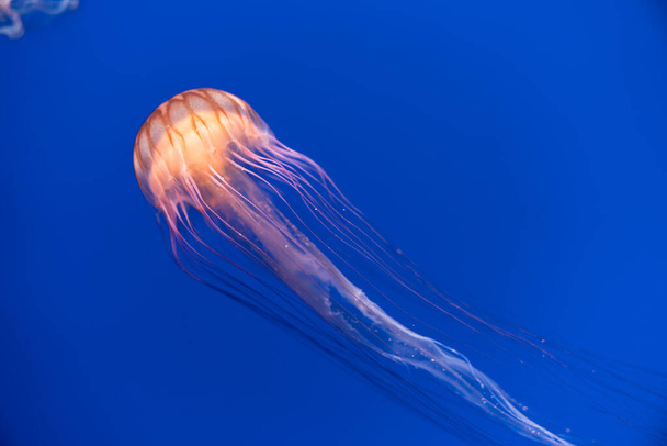 Colorful jellyfish floating in the sea - Foto, afbeelding