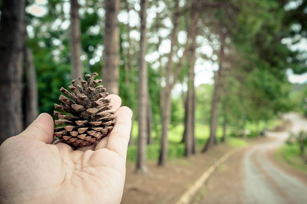 cones de pinheiro na mão com fundo de pinheiro - Foto, Imagem