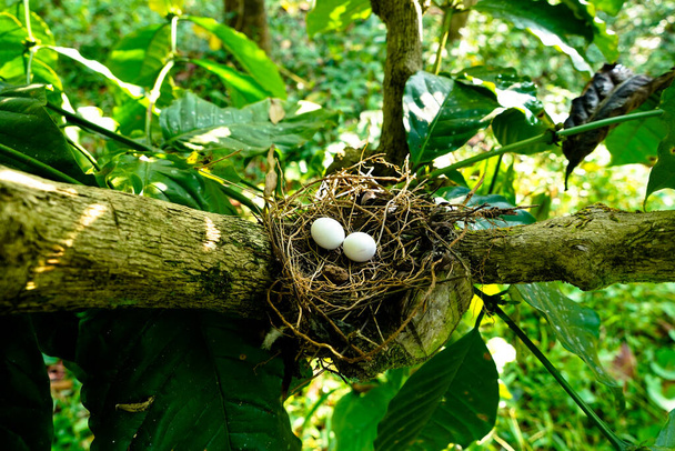 Pöttyös galamb tojásai a kávénövény ágain lévő fészekben, amelyek gyakran láthatók az indiai szubkontinensen. - Fotó, kép