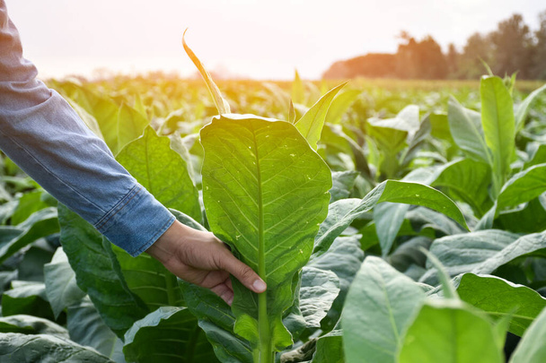 Aziatische tuinbouwgeneticus werkt op lokale tabakskwekerij om 's middags gegevens op te slaan over aanplant, cultivar development en plantenziekten, zachte en selectieve focus. - Foto, afbeelding