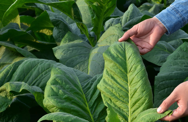 Ασιατικός φυτογενετιστής εργάζεται σε τοπικό αγρόκτημα καπνού για να αποθηκεύσει τα στοιχεία της φύτευσης, της ανάπτυξης των ποικιλιών και των ασθενειών των φυτών το απόγευμα, μαλακό και επιλεκτικό εστίαση. - Φωτογραφία, εικόνα