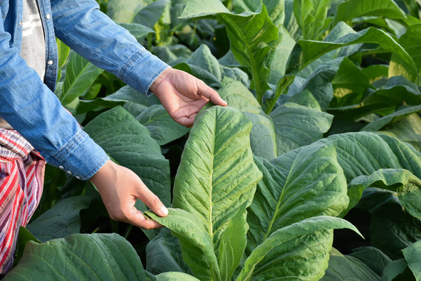 Aziatische tuinbouwgeneticus werkt op lokale tabakskwekerij om 's middags gegevens op te slaan over aanplant, cultivar development en plantenziekten, zachte en selectieve focus. - Foto, afbeelding