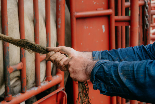 krávy býci a telata v kolumbijské nížině při práci na farmách - Fotografie, Obrázek