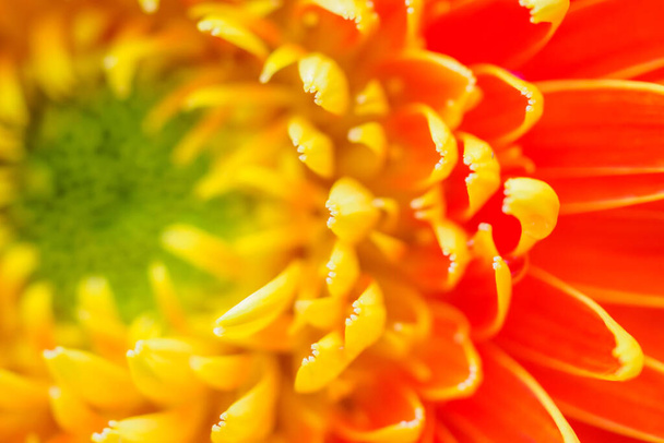 Narancs gerbera virágok közel elvont háttér - Fotó, kép