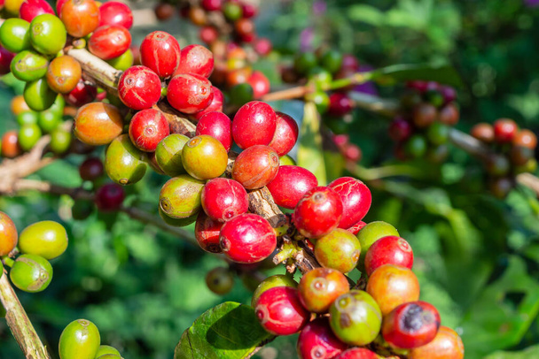 grains de café frais sur les branches de caféier - Photo, image
