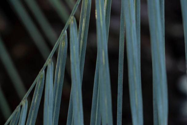 background in the form of palm leaves - Foto, afbeelding