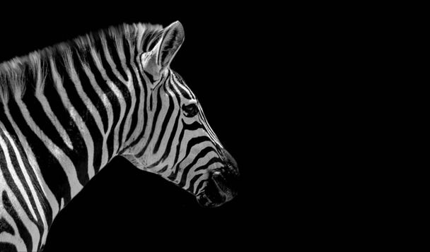 Czarno-biała Zebra uśmiechnięta na czarnym tle - Zdjęcie, obraz