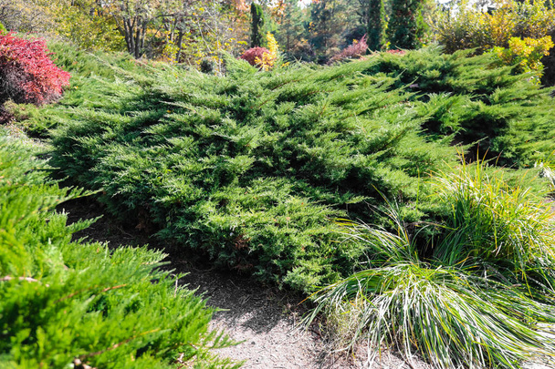 Arbustos de zimbro de jardim japonês no parque - Foto, Imagem