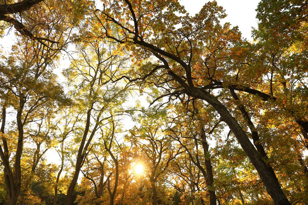 青い空を背景に秋の木々 - 写真・画像