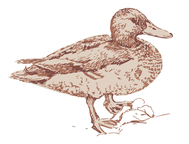Векторна ілюстрація ручної намальованої качки. Ізольована дика качка
. - Вектор, зображення