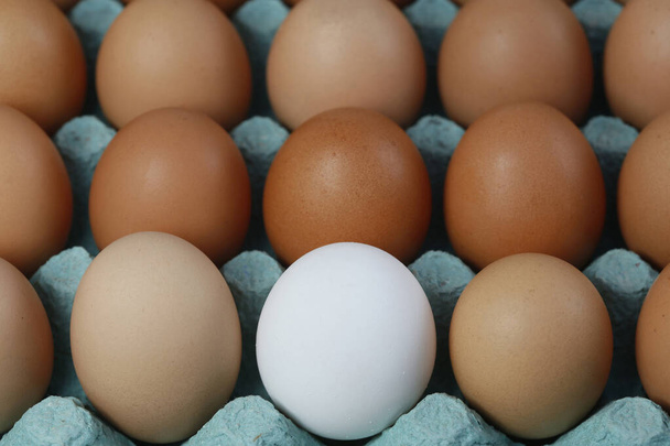 Closeup of a single white egg in carton among brown eggs - Photo, image