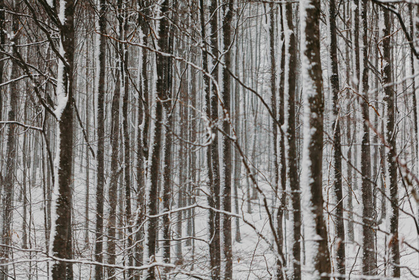 forest during snowstorm in winter - Fotografie, Obrázek