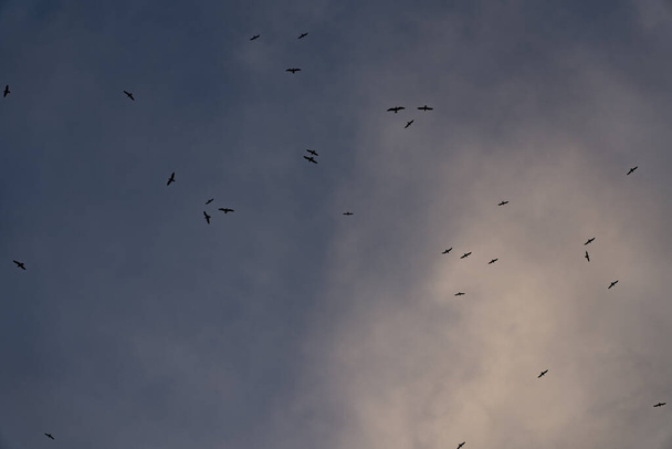 Птахи літають проти неба
 - Фото, зображення