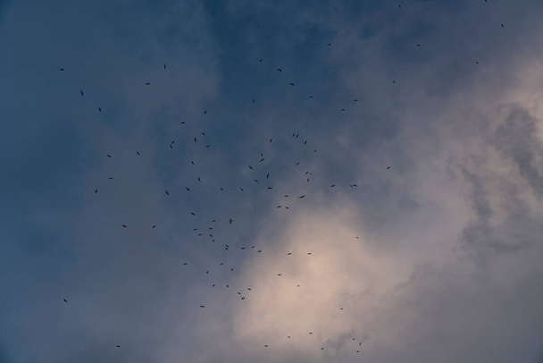 Птахи літають проти неба
 - Фото, зображення