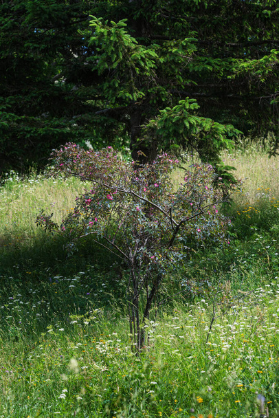 Osamělý divoký keř růží na pastvinách pod jehličnanem. - Fotografie, Obrázek