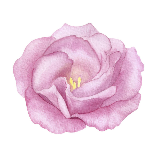 Vintage pink flower watercolor handmade illustration. Rose blossom. greeting, invitation, wedding, birthday card. Botanical floral design. Green leaves. Design elements or logo. - Valokuva, kuva