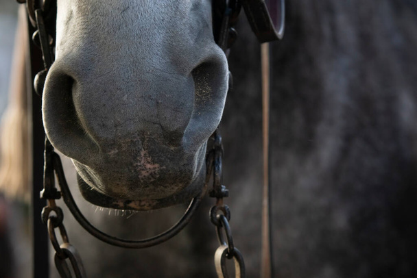 Grey horse wearing a traditional doma vaquera bit in Spain - 写真・画像