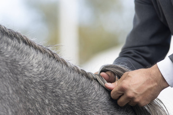 Yksityiskohta käsissä sulhanen tekee hevosen käynnissä punos - Valokuva, kuva
