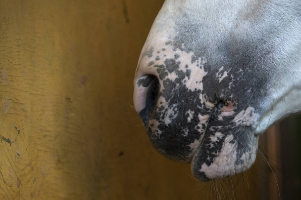 Face portrait of a youg spanish horse mare - Fotoğraf, Görsel
