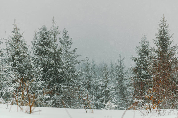 floresta durante a tempestade de neve no inverno - Foto, Imagem