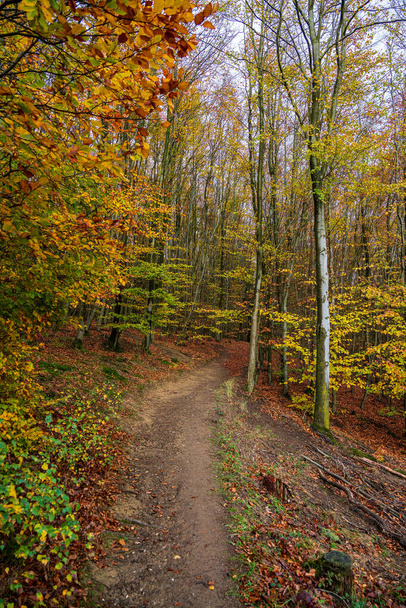 Naturalny las jesienią, Park Narodowy Eifel. Niemcy. - Zdjęcie, obraz