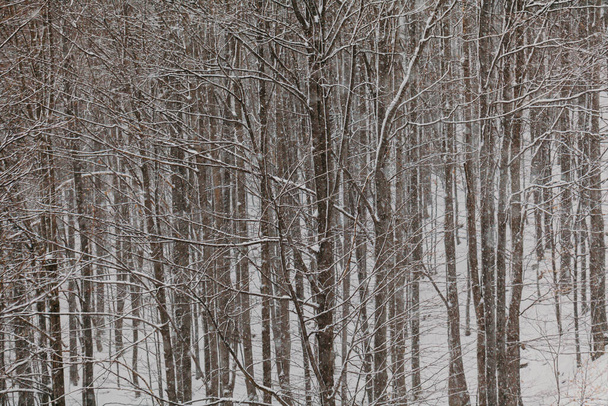 bos tijdens sneeuwstorm in de winter - Foto, afbeelding