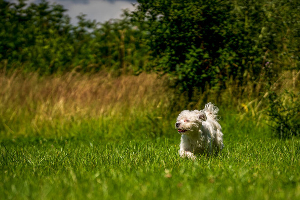 Little mini Maltese is playing in the meadow - Photo, Image