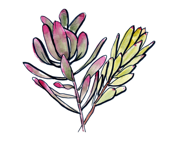 Австралийский набросок цветов. flannel.Isolated на белом фоне. - Фото, изображение