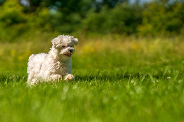 Little mini Maltese is playing in the meadow - Photo, Image