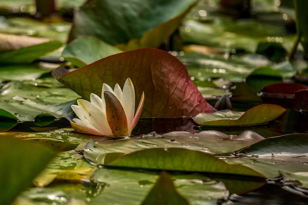Nilüfer çiçekleri gölette - Fotoğraf, Görsel