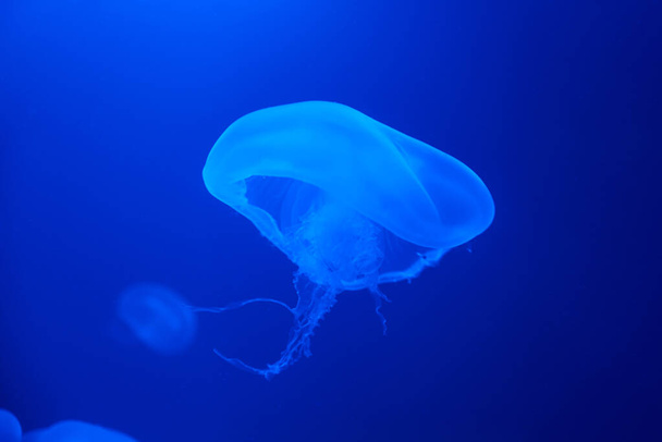 Jellyfish swims under water with blue background, sea life in zoo aquarium - Fotoğraf, Görsel