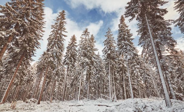 Schöne winterliche Waldlandschaft, Farbtonung aufgetragen. - Foto, Bild