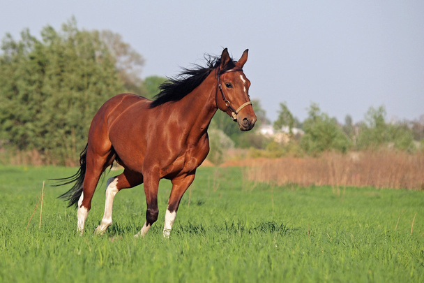 Belo cavalo pinto
 - Foto, Imagem