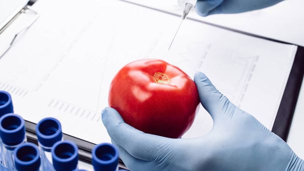 Geneettinen muuntelu GMO. Tutkija ruiskuttaa nestettä ruiskusta punaiseen tomaattiin. Muuntogeeniset elintarvikkeet - Valokuva, kuva