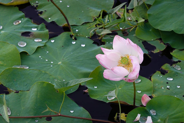 池の庭の美しいピンクの蓮の花、睡蓮 - 写真・画像