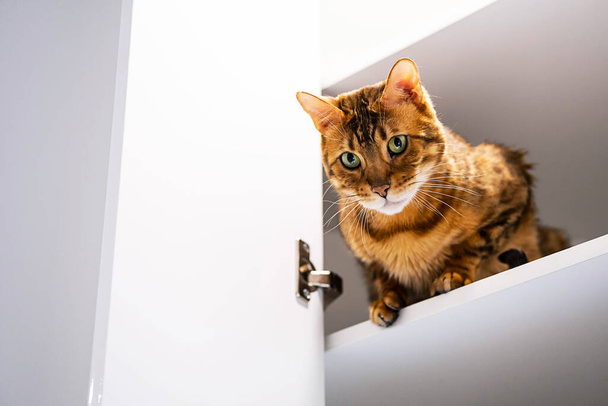 Αστεία κοκκινομάλλα γάτα κάθεται στο ράφι. Παιχνιδιάρικη μπένγκαλ γάτα που κοιτάει κάτω από το ράφι. - Φωτογραφία, εικόνα