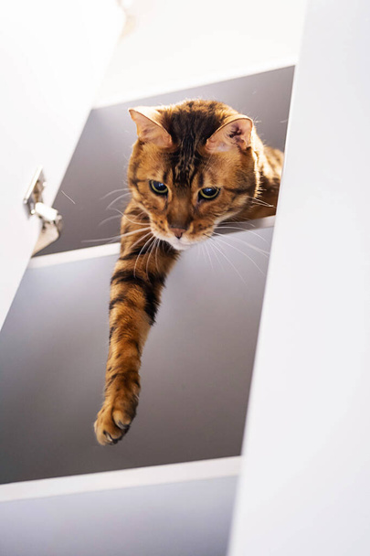 Αστεία κοκκινομάλλα γάτα παίζει με τον ιδιοκτήτη, κάθεται στο ράφι. Παιχνιδιάρικη μπένγκαλ γάτα που κρατάει το πόδι της, κοιτάζοντας κάτω από το ράφι. - Φωτογραφία, εικόνα
