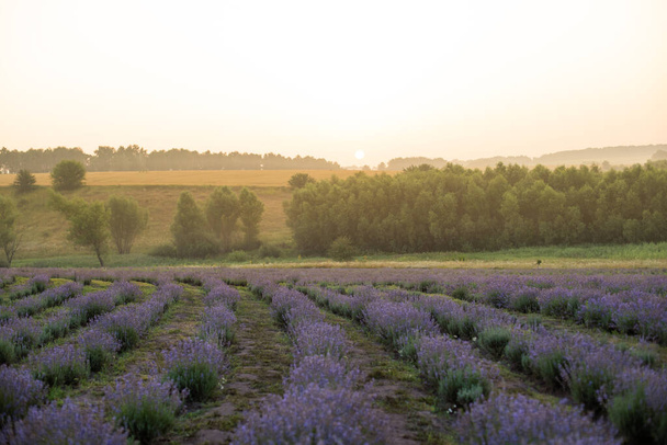 Kaunis kuva laventeli kenttä Summer auringonlasku maisema - Valokuva, kuva