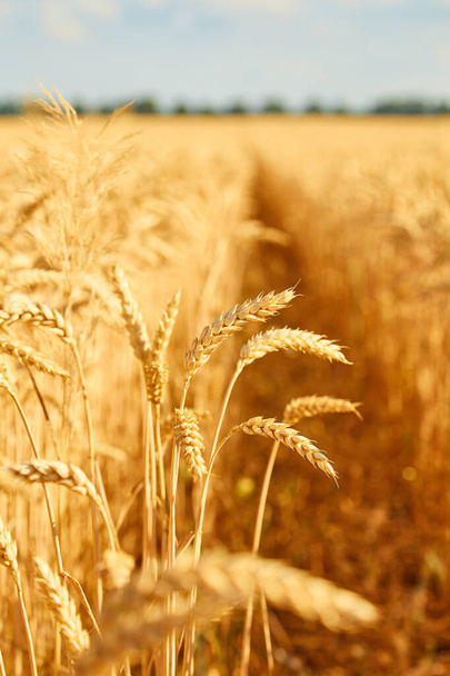 Obrázek pšeničného pole s modrou oblohou, letní den. - Fotografie, Obrázek