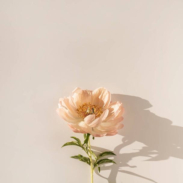 Peachy peony flower on white background. Minimal stylish still life floral composition - Fotó, kép
