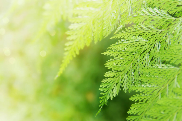 Tropical Fern Leaves on Natural Green Background with Copy Space - Фото, зображення
