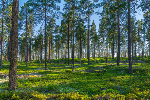 Beautiful summer view of a well cared pine forest with  green blueberry sprigs on the forest floor, a blue sky and sunlight shining through the branches - Foto, afbeelding