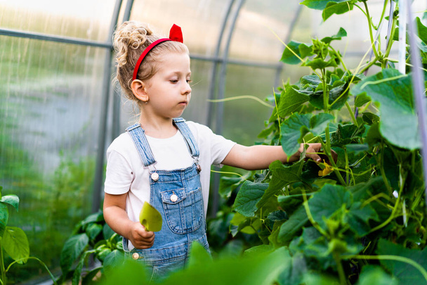 egy szőke kislány egy üvegházban egy lapockával és egy gereblyével gondoskodik a növényekről, a kertészkedés fogalmáról. - Fotó, kép