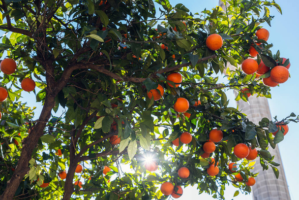 Nahaufnahme eines wunderschönen Orangenbaumes mit orangefarbenen großen runden Orangen mit Regentropfen umgeben von vielen leuchtend grünen Blättern, weicher Fokus - Foto, Bild