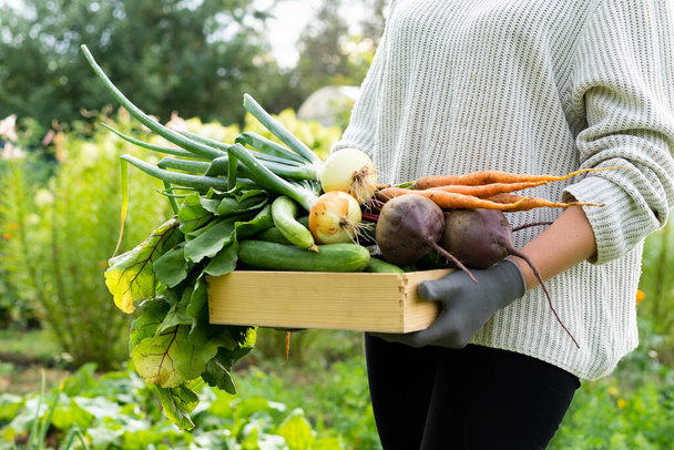 a young woman holding a wooden box of vegetables, gardening, harvesting by a farmer - Photo, Image